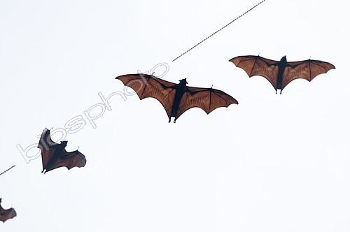 Biosphoto | 2279141 | Roussettes de Malaisie (Pteropus vampyrus) en vol, Sud Thaïlande | &copy; Henry Ausloos / Biosphoto