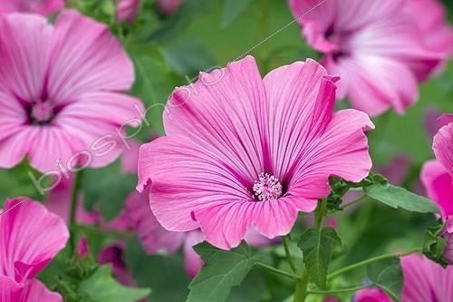 Biosphoto | 2075308 | Royal mallow in bloom | &copy; Frédéric Tournay / Biosphoto