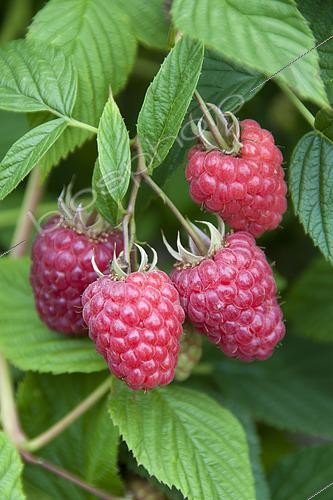 Biosphoto | 2426906 | Rubus idaeus Glen Fyne | &copy; Hilde Janssens | Exclusivity Elburg Media / Visions Pictures / Biosphoto