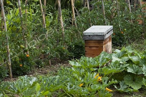 Biosphoto | 1370683 | Ruche dans un jardin potager | &copy; Philippe Giraud / Biosphoto