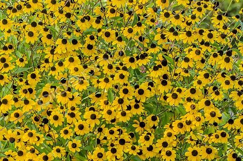 Biosphoto | 2141114 | Rudbeckia trilobata | &copy; Alain Kubacsi / Biosphoto