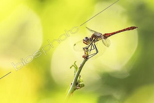 Biosphoto | 2619737 | Ruddy darter (Sympetrum sanguineum) near a pond at the beginning of summer, Auvergne, France. | &copy; Monique Morin / Biosphoto