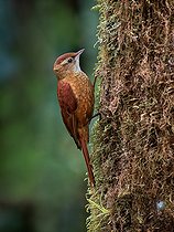 Biosphoto | 2570777 | Ruddy Treerunner (Margarornis rubiginosus), Chiriqui Highlands, Panama | &copy; Ignacio Yufera / Biosphoto
