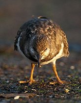 Biosphoto | 1604265 | Ruddy turnstone (Arenaria interpres) | &copy; Horst Jegen / imageBROKER / Biosphoto