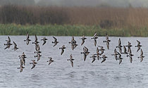 Biosphoto | 2622051 | Ruddy Turnstones (Arenaria interpres) migrating in the rain over a coastal pond, Brittany, France. | &copy; Michel Rauch / Biosphoto