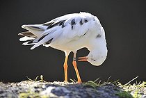 Biosphoto | 1494826 | Ruff (Philomachus pugnax) | &copy; Michael Weber / imageBROKER / Biosphoto