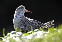 Biosphoto | 1496692 | Ruff (Philomachus pugnax) | &copy; Michael Weber / imageBROKER / Biosphoto