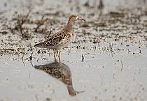Biosphoto | 1604267 | Ruff (Philomachus pugnax) | &copy; Horst Jegen / imageBROKER / Biosphoto