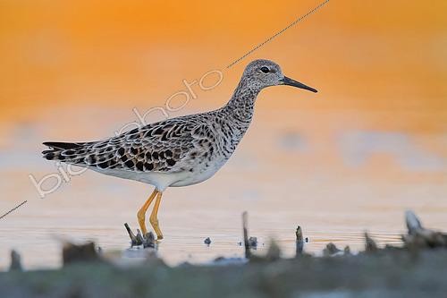 Biosphoto | 2422939 | Ruff (Philomachus pugnax), adult standing in the water at sunset, Campania, Italy | &copy; Saverio Gatto / Biosphoto