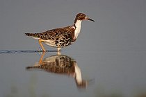 Biosphoto | 1535770 | Ruff (Philomachus pugnax), Lake Neusiedl, Austria, Europe | &copy; Franz Christoph Robiller / imageBROKER / Biosphoto