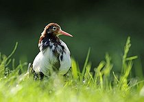 Biosphoto | 1507080 | Ruff (Philomachus pugnax), male in breeding plumage | &copy; Michael Weber / imageBROKER / Biosphoto
