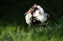 Biosphoto | 1508578 | Ruff (Philomachus pugnax), male in breeding plumage | &copy; Michael Weber / imageBROKER / Biosphoto