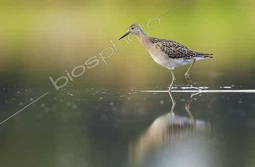 Biosphoto | 1934658 | Ruff walking in shallows - Finland  | &copy; Niko Pekonen / Biosphoto