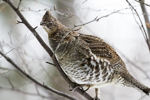 Biosphoto | 2010693 | Ruffed grouse eating a bud - Quebec Canada  | &copy; Philippe Henry / Biosphoto