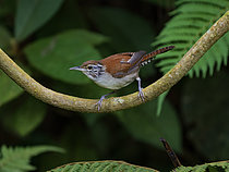 Biosphoto | 2608908 | Rufous-and-white Wren (Thryophilus rufalbus), Cerro Azul, Panama | &copy; Ignacio Yufera / Biosphoto