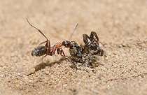 Biosphoto | 2093496 | Rufous ant (Formica rufa) neutralizing a wolf-spider, Northern Vosges Regional Nature Park, France | &copy; Michel Rauch / Biosphoto