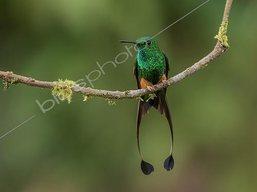 Biosphoto | 2608909 | Rufous-booted Racket-tail (Ocreatus addae), male on a branch, Manu Road, Peru | © Ignacio Yufera / Biosphoto