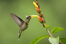 Biosphoto | 2592694 | Rufous-breasted Hermit (Glaucis hirsutus) in flight, gathering a flower, French Guiana | &copy; Nicolas Defaux / Biosphoto
