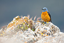 Biosphoto | 2629169 | Rufous-tailed Rock-Thrush (Monticola saxatilis). Ronda, Málaga, Spain. | &copy; Pablo Barrena / Biosphoto
