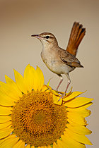 Biosphoto | 2627778 | Rufous-tailed Scrub Robin (Cercotrichas galactotes) perched on a sunflower, Trebujena, Cádiz, Spain | &copy; Pablo Barrena / Biosphoto