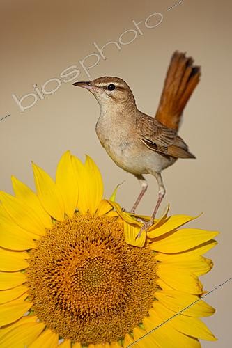 Biosphoto | 2627778 | Rufous-tailed Scrub Robin (Cercotrichas galactotes) perched on a sunflower, Trebujena, Cádiz, Spain | &copy; Pablo Barrena / Biosphoto