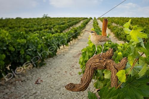 Biosphoto | 2627958 | Rufous-tailed Scrub Robin (Cercotrichas galactotes) perched on an old vine within a traditional vineyard landscape, Trebujena, Cádiz, Spain | &copy; Pablo Barrena / Biosphoto