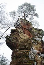 Biosphoto | 2459088 | Ruined castle on a rocky outcrop of red sandstone in winter and dwarfed Scots pine, Vosges du Nord Regional Nature Park, France | &copy; Michel Rauch / Biosphoto
