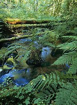 Biosphoto | 2394272 | Ruisseau de fond de vallée vosgienne, Parc naturel régional des Vosges du Nord, France | &copy; Michel Rauch / Biosphoto
