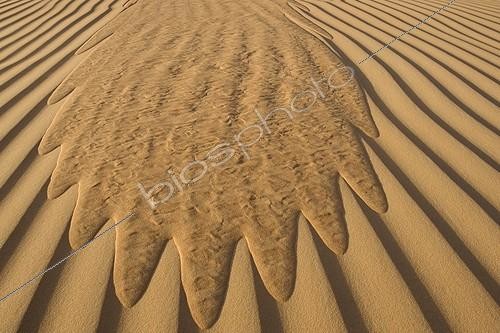 Biosphoto | 83024 | Run of sand in the dunes United Arab Emirates | &copy; Xavier Eichaker / Biosphoto