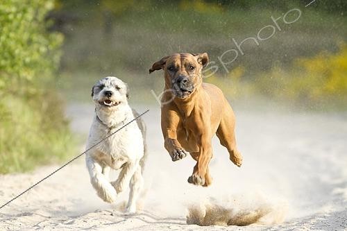 Biosphoto | 2437311 | Running dogs, Rhodesian Ridgeback and a Briard mongrel, in the Doeberitz Heath, Havelland, Brandenburg, Brandenburg, Germany, Europe | &copy; Meike Engels / imageBROKER / Biosphoto