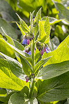 Biosphoto | 2621492 | Russian comfrey (Symphytum x uplandicum | &copy; Marie Aymerez / Biosphoto