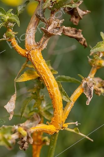 Biosphoto | 2505460 | Rust (Melampsora pulcherrima) infecting Annual mercury (Mercurialis annua) in april, Gard, France | &copy; Marie Aymerez / Biosphoto