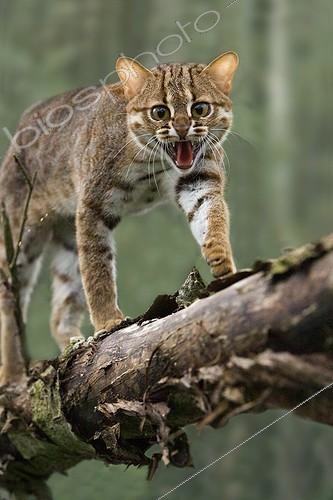 Biosphoto | 2013347 | Rusty-spotted cat on a branch  | &copy; Gérard Lacz / Biosphoto
