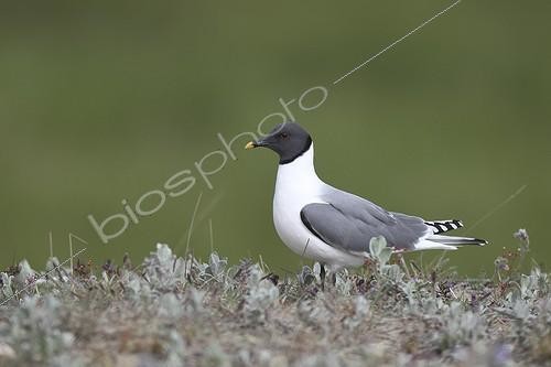 Biosphoto | 1779896 | Sabine's Gull on its breeding site in Siberia  | &copy; Emile Barbelette / Biosphoto