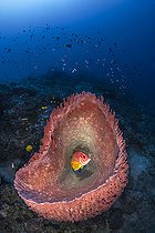 Biosphoto | 2585475 | Sabre squirrelfish (Sargocentron spiniferum) having found refuge in a huge barrel sponge (Xestospongia testudinaria) at the mouth of the S-shaped pass at a depth of 50 meters. Mayotte | &copy; Gabriel Barathieu / Biosphoto