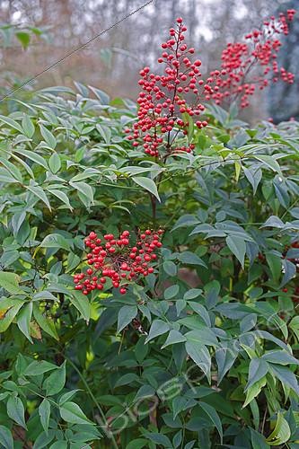 Biosphoto | 2142562 | Sacred bamboo (Nandina domestica) fruits in winter | &copy; Frédéric Didillon / Biosphoto