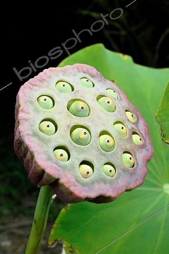 Biosphoto | 1473646 | Sacred lotus in fruit in a garden | &copy; Lamontagne / Biosphoto
