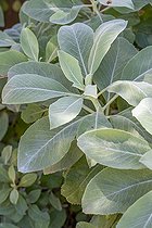 Biosphoto | 2575848 | Sacred sage (Salvia apiana) | &copy; Marie Aymerez / Biosphoto