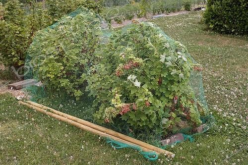 Biosphoto | 1134175 | Safety nets on red fruit Groseillers | &copy; Jean-Luc & Françoise Ziegler / Biosphoto