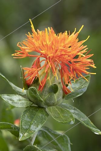 Biosphoto | 2551097 | Safflower (Carthamus tinctorius), flower | &copy; Frédéric Tournay / Biosphoto