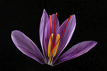 Biosphoto | 2609804 | Saffron (Crocus sativus), flower on a black background. | &copy; Dominique Halleux / Biosphoto