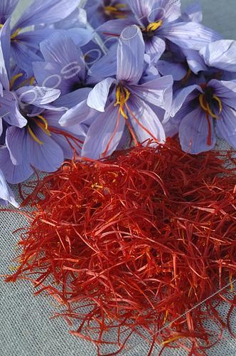 Biosphoto | 2543217 | Saffron (Crocus sativus), flowers and stigmas, spice | &copy; Catherine Fruhinsholz / Biosphoto