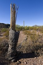 Biosphoto | 1250444 | Saguaro mort MN Organ Pipe Cactus Arizona USA | &copy; Daniel Heuclin / Biosphoto
