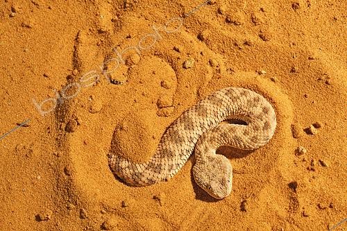 Biosphoto | 2511429 | Sahara sand viper (Cerastes vipera) sinking into the sand, From Mauritania to Egypt. Captivity | &copy; Daniel Heuclin / Biosphoto