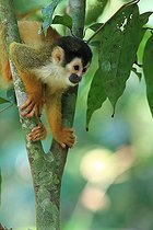 Biosphoto | 2395113 | Saïmiri à dos rouge (Saimiri oerstedii) dans un arbre, Costa Rica | &copy; Jean-François Noblet / Biosphoto