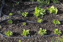 Biosphoto | 2450727 | Salad watering system by micro-porous hose in summer, Pas de Calais, France | &copy; Yann Avril / Biosphoto