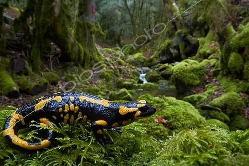 Biosphoto | 2047346 | Salamandre tacheté dans sous-bois humide - France | &copy; Quentin Martinez / Biosphoto