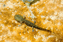 Biosphoto | 2547849 | Salamandre tachetée à bandes (Salamandra salamandra terrestris), larve dans un ruisseau, Réserve naturelle nationale de Montenach, Lorraine, France | &copy; Stéphane Vitzthum / Biosphoto