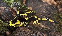 Biosphoto | 2496015 | Salamandre tachetée (Salamandra salamandra), tentative d'accouplement dans un ruisseau, Parc naturel régional des Vosges du Nord, France | &copy; Michel Rauch / Biosphoto