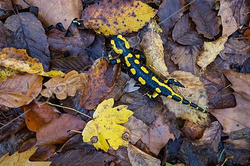 Biosphoto | 2629117 | Salamandre tachetée (Salamandra salamandra) dans les feuilles mortes en forêt en automne, Vallon de Bellefontaine Champigneulles, Lorraine, France | &copy; Stéphane Vitzthum / Biosphoto